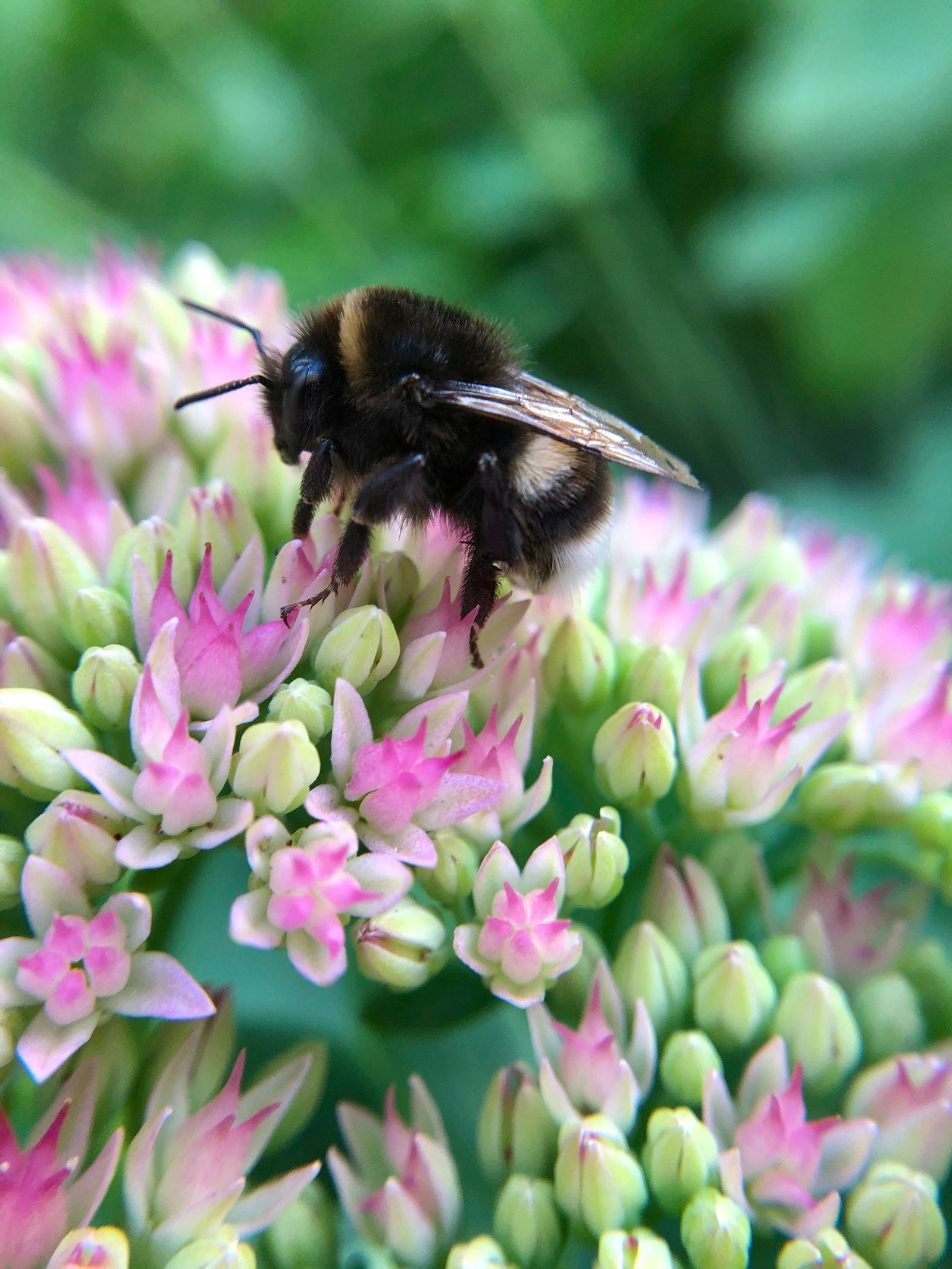 Bi på blomstrende sedum – biodiversitet på taget